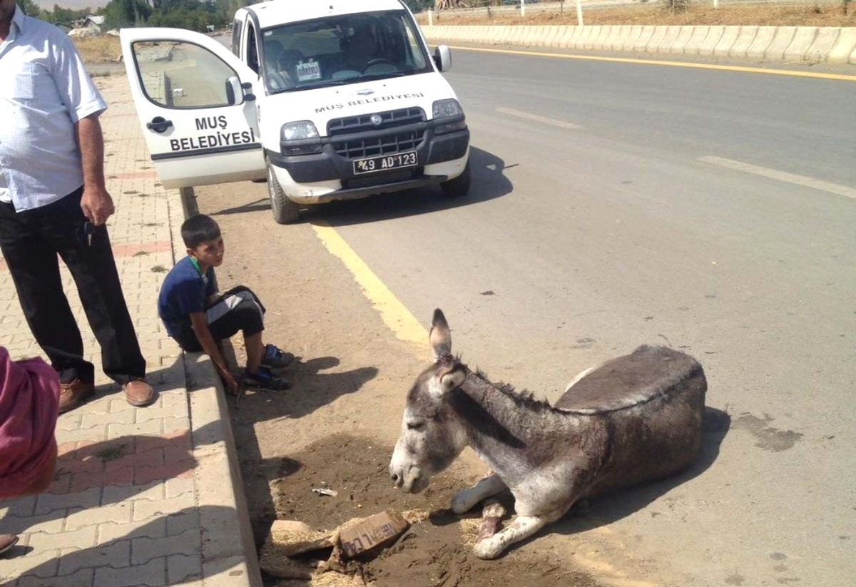 Otomobilin Çarptığı Eşeği Belediye Ekipleri Kurtardı