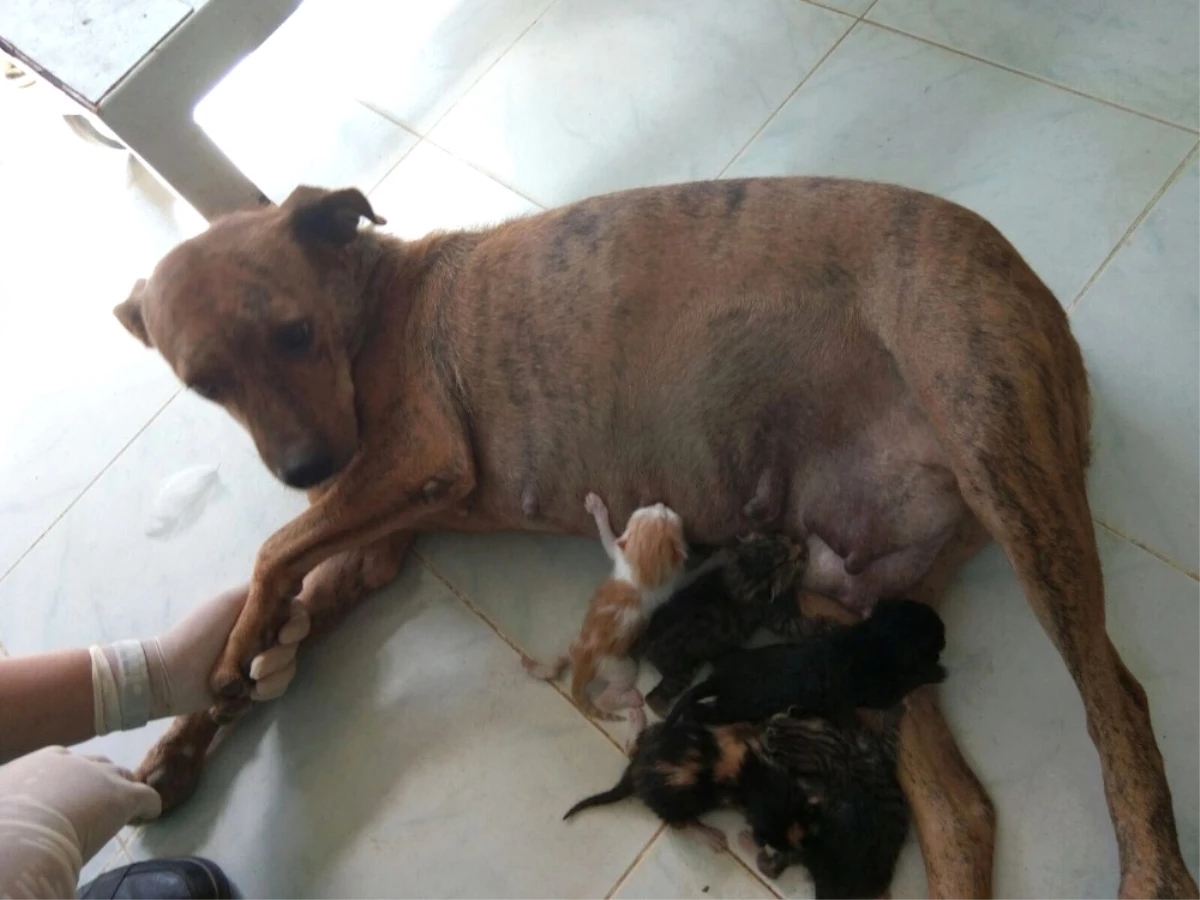 Sokak Köpeği 5 Kedi Yavrusunu Emzirerek Annelik Yaptı