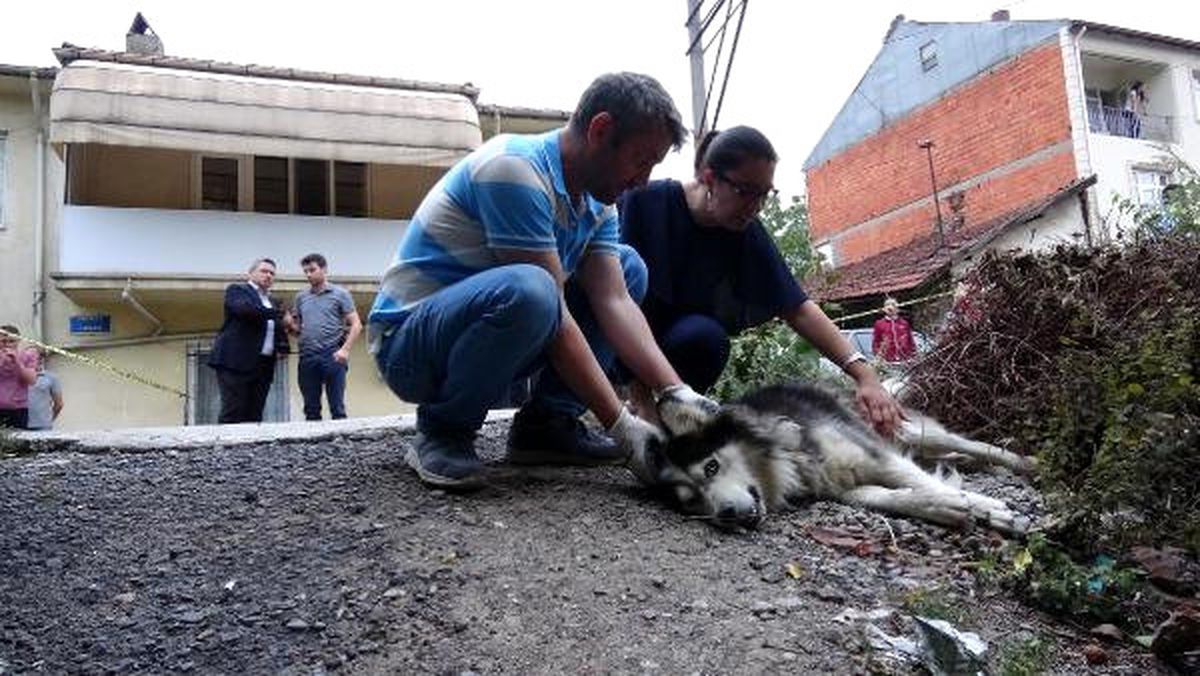 Sahibi Tarafından Sokakta Çiş Yaptırıldığı İçin Av Tüfeğiyle Vurulan Köpek Kurtarılamadı