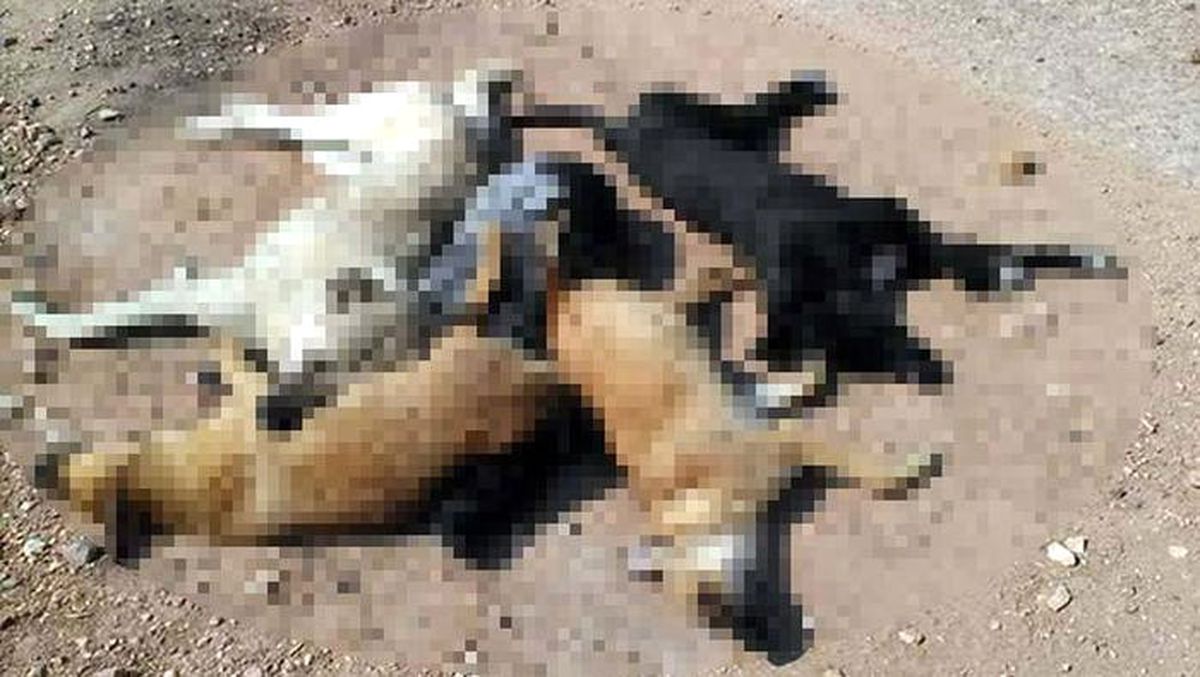 Sivas\'ta Köpek Ölümleri