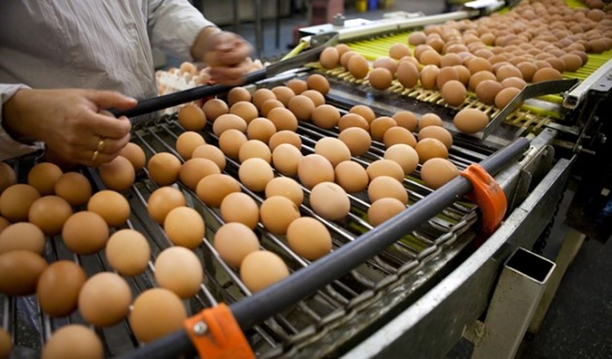 Türkiye\'de Fipronilli Yumurta Tespit Edilmedi"