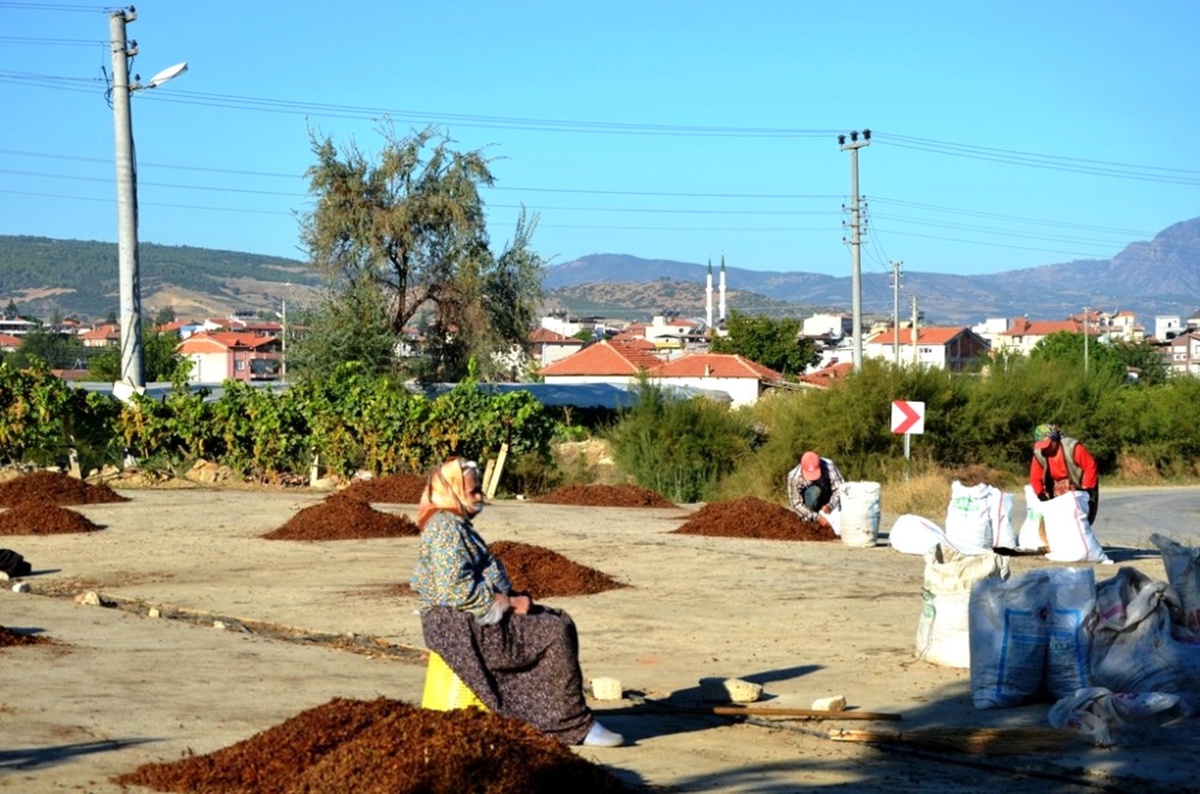 Üzümler Çuvala Girdi, Üretici Fiyat Bekliyor