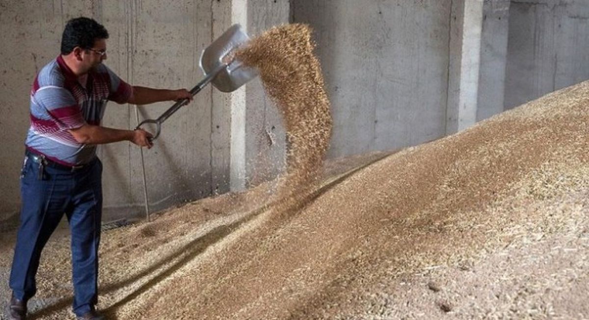 Yağışlar Buğdayda Rekolteyi Yüzde 10 Artırdı