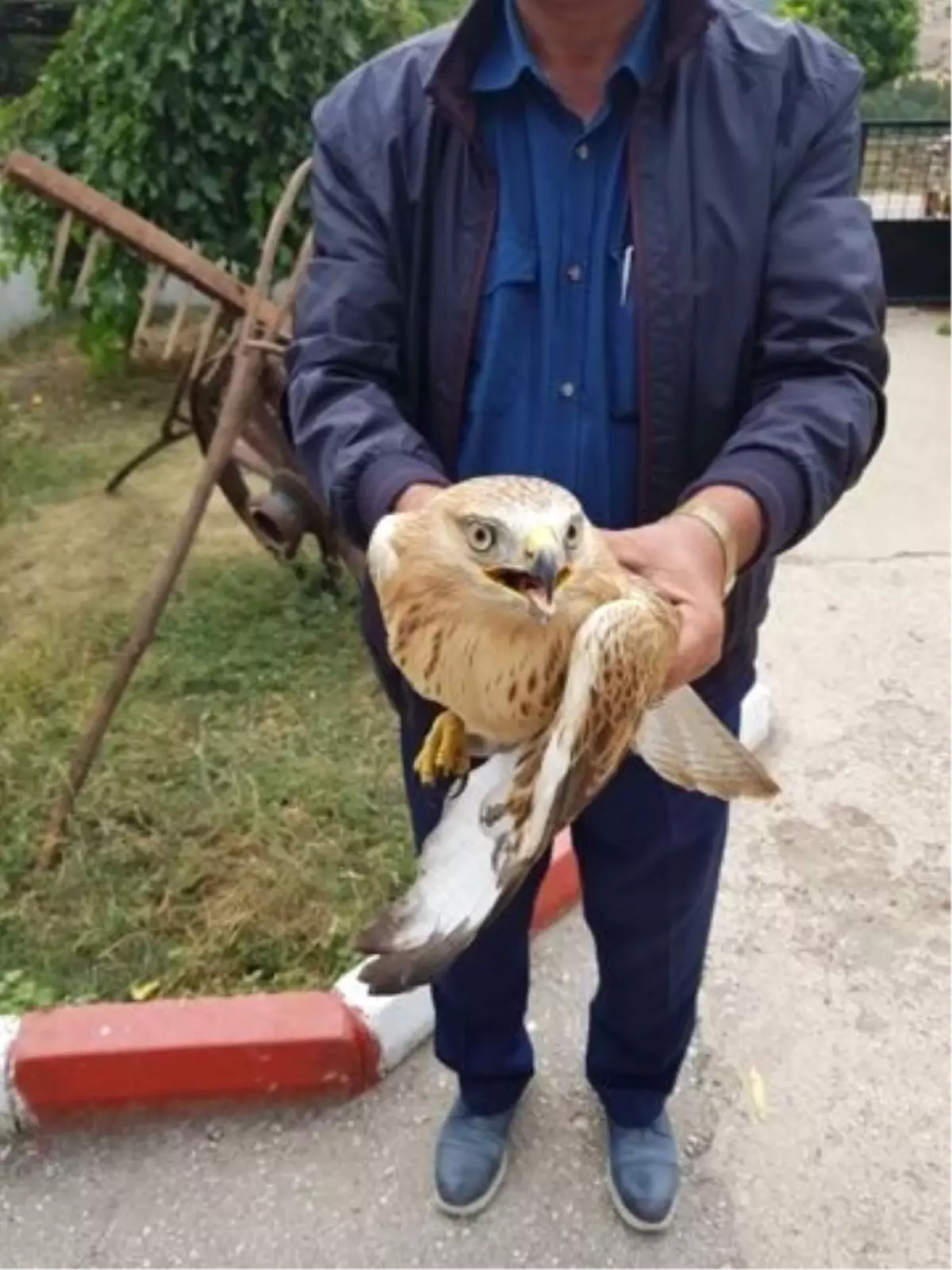 Yaralı Doğan Tedavi Altına Alındı