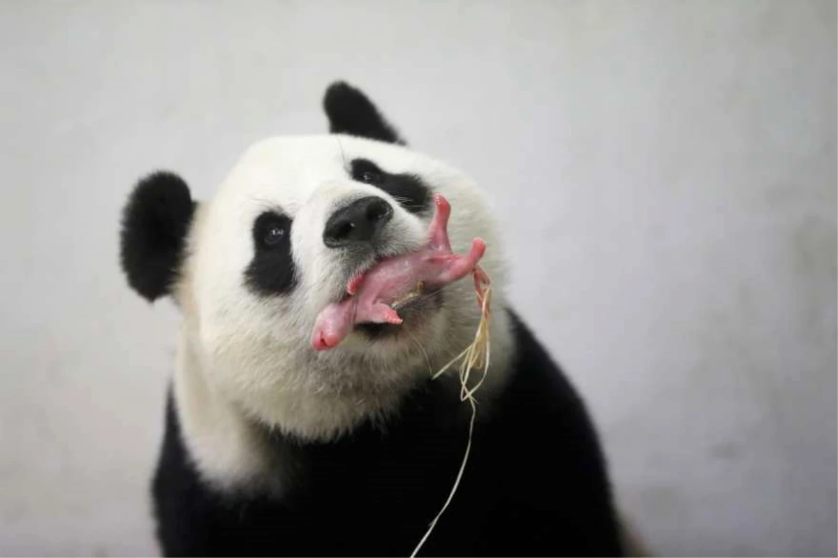Yeni Doğan Pandanın İlk 30 Günü İçinizi Isıtacak