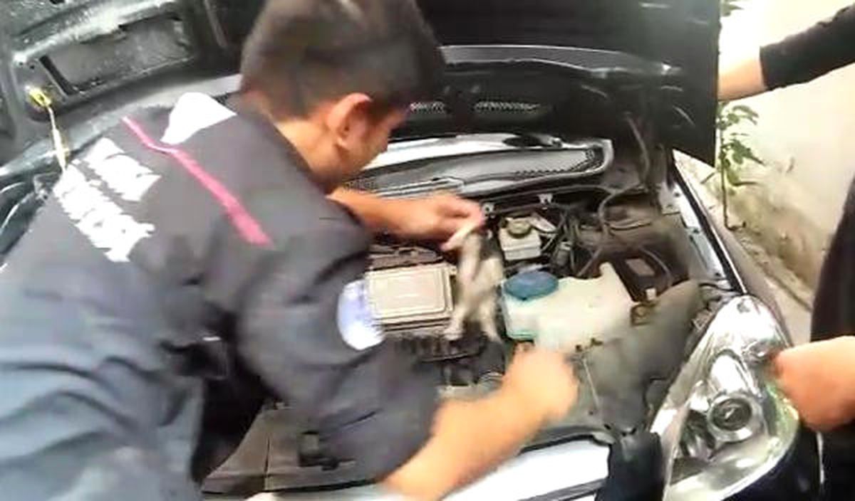 Aracın Motoruna Sıkışan Yavru Kediler Kurtarıldı
