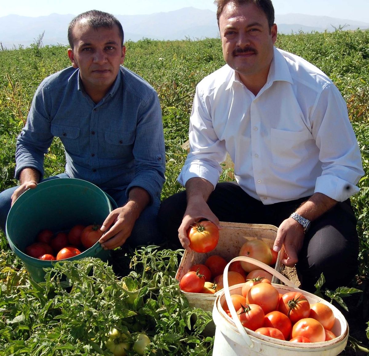 Bitlis\'te Domates Bereketi