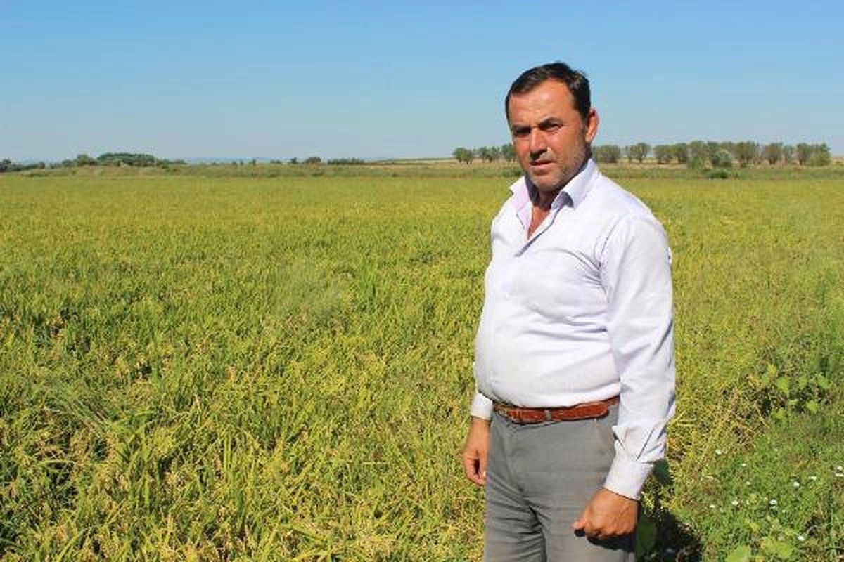 Çeltikte Rekolte Beklentisi Yüksek