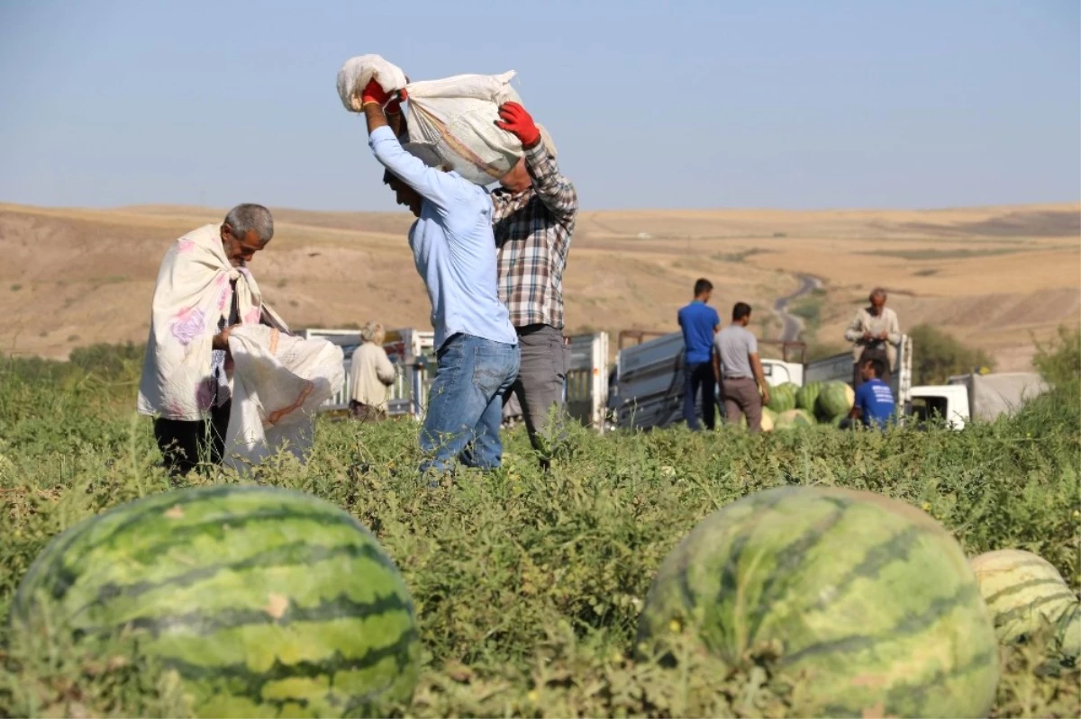 Diyarbakır Karpuzu Görücüye Çıktı: En Büyüğü 52 Kiloyu Aştı