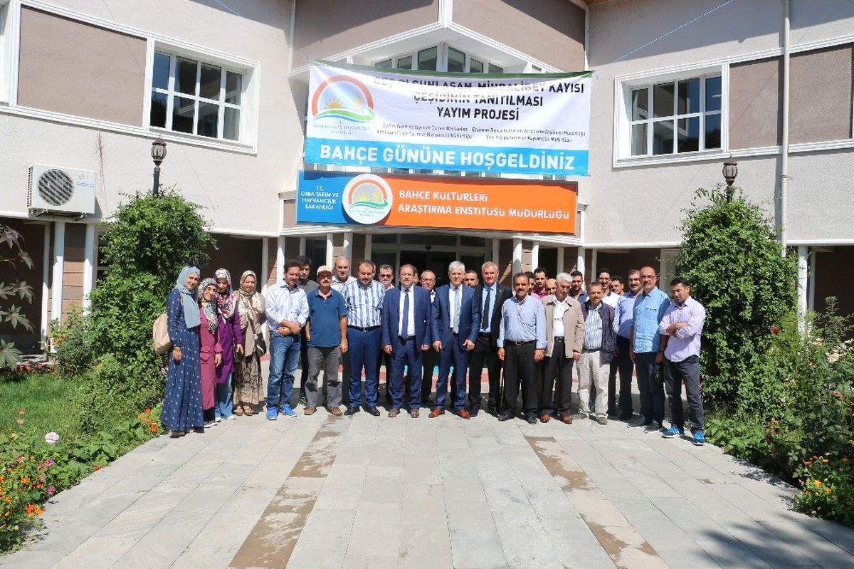 Erzincan\'da Eylül\'de Kayısı Hasadı