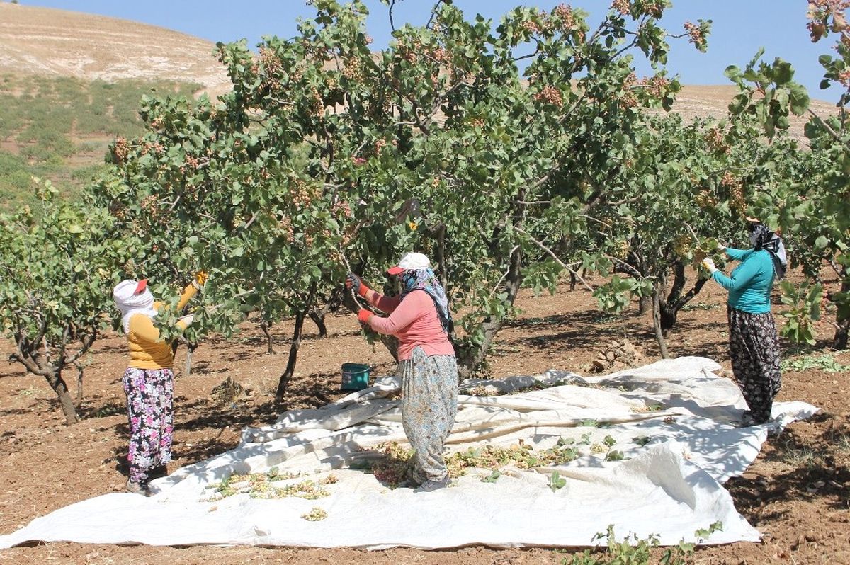 Fıstıkta Verim Arttı, Üreticiyi Çalınma Korkusu Sardı