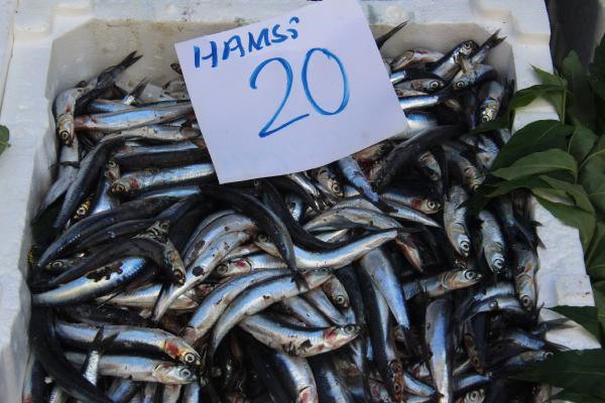 Hamsi 20 Liraya Yükseldi