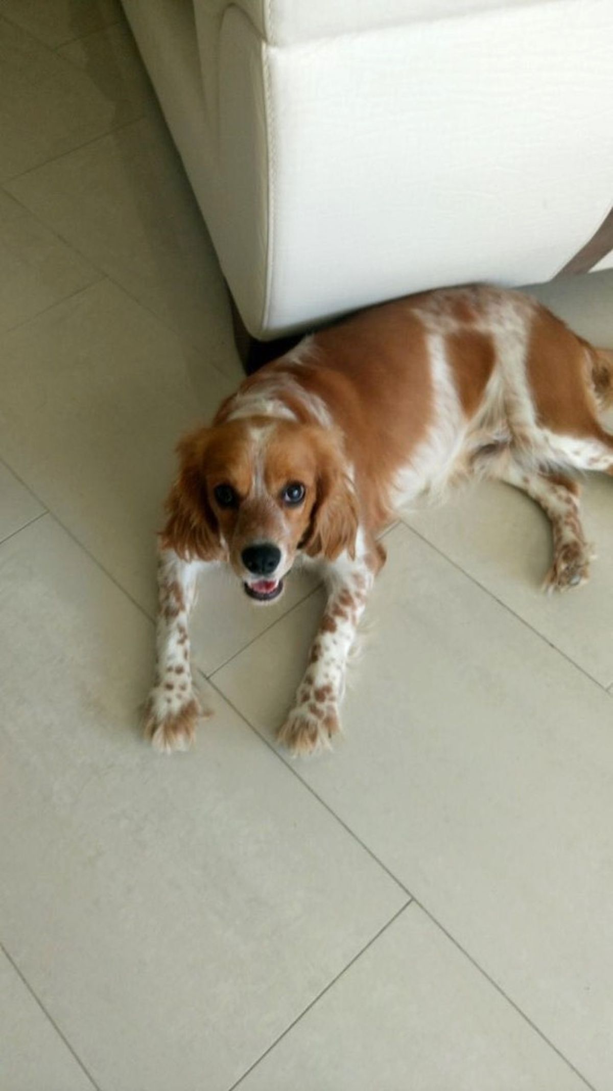 Kayıp Köpeği Bulana Ödül