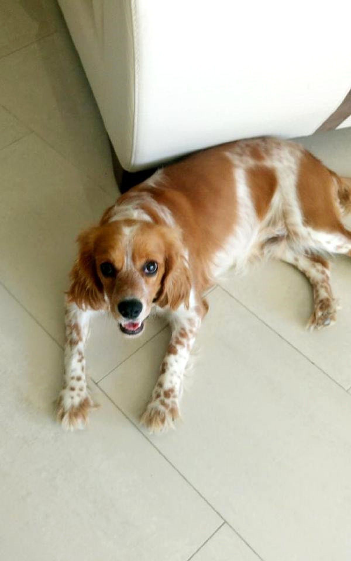 Kayıp Köpeğini İlanla Arıyor