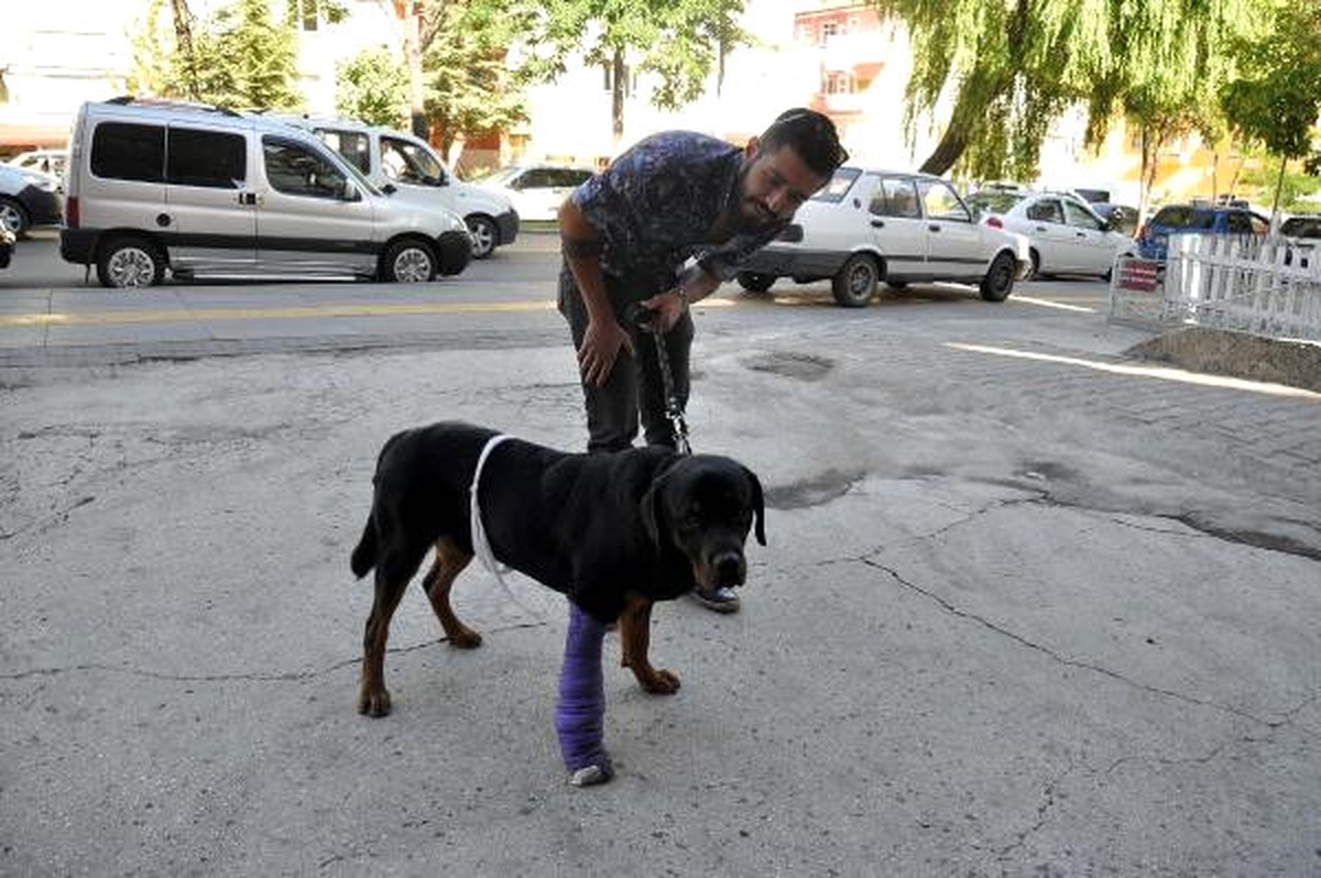 Köpeğine Çarpıp, Kaçan Sürücüyü Arıyor