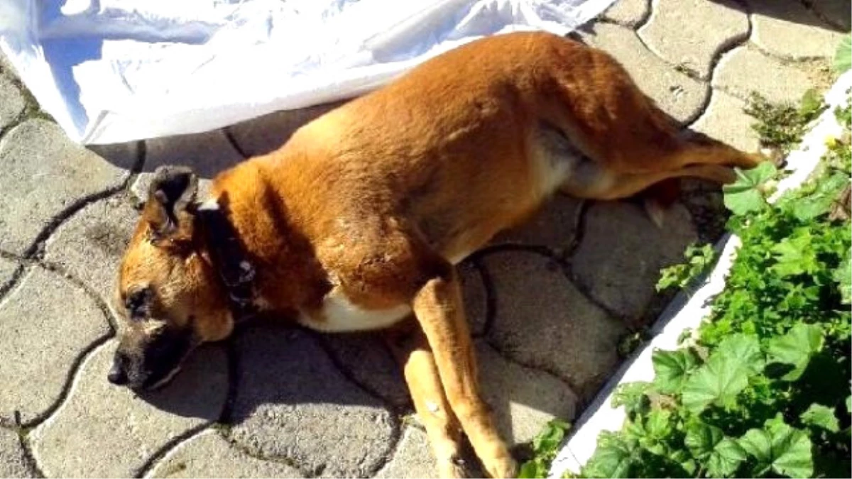 Muğla\'da Sokak Köpeklerinin Zehirlenerek Öldürüldüğü İddiası