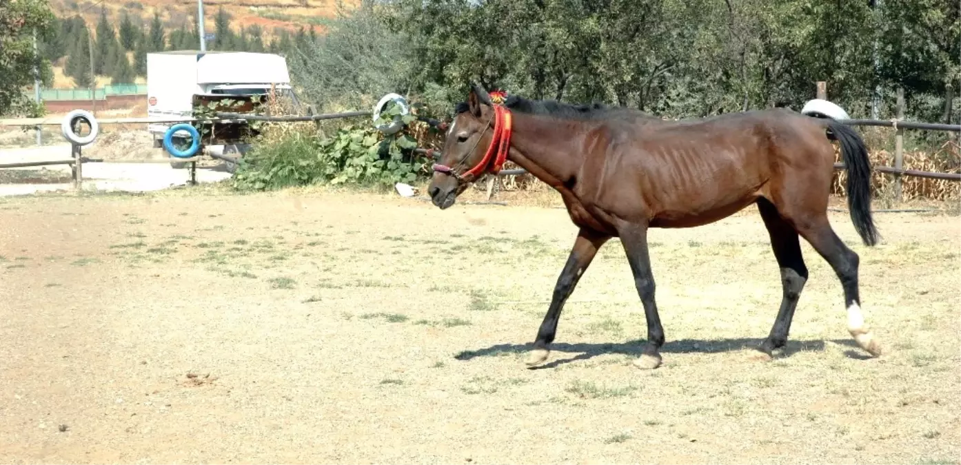 Ölüme Terk Edilmişti, Şimdi Dörtnala Koşuyor