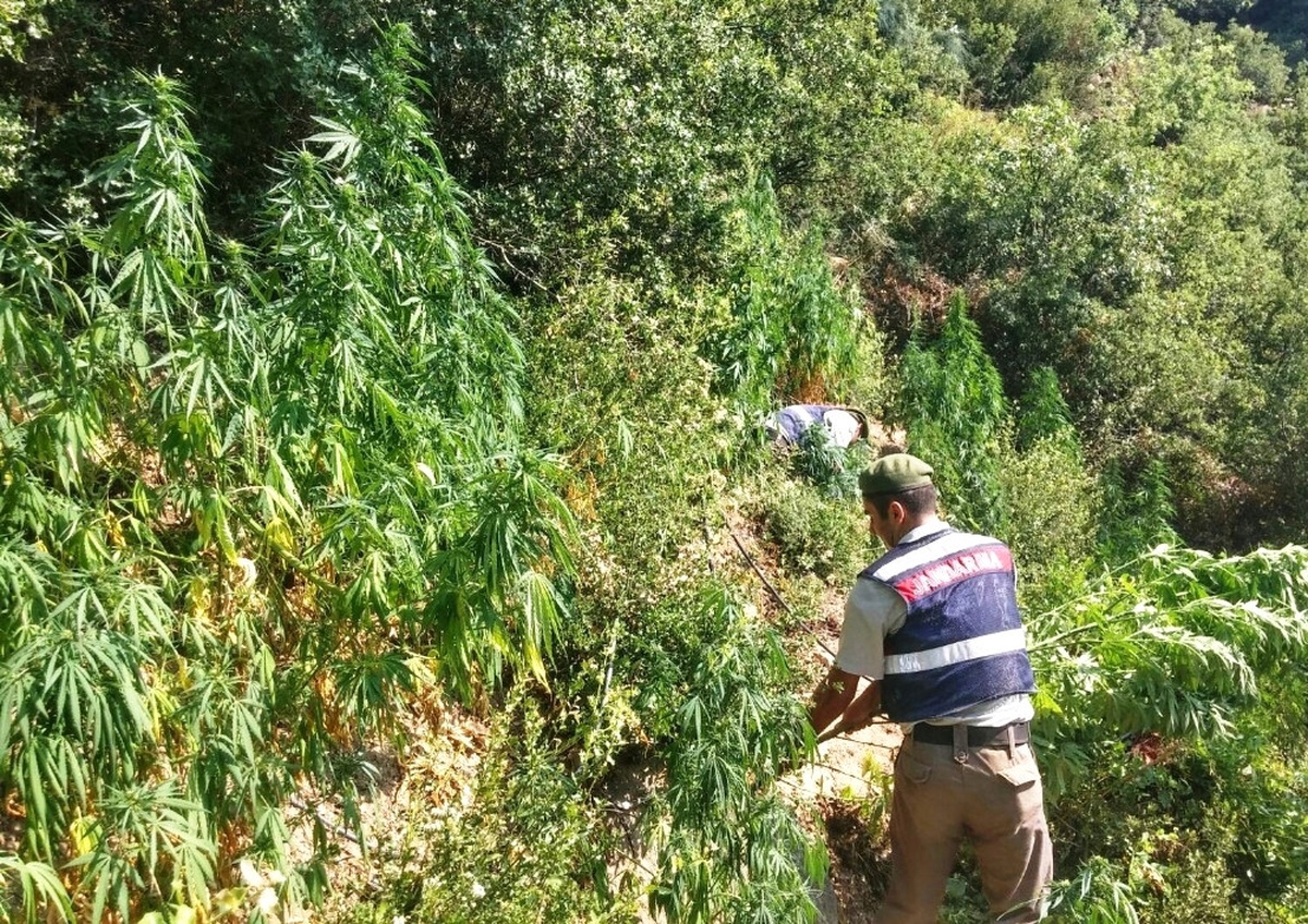 Ormanlık Alanda Zehir Tarlası Bulundu
