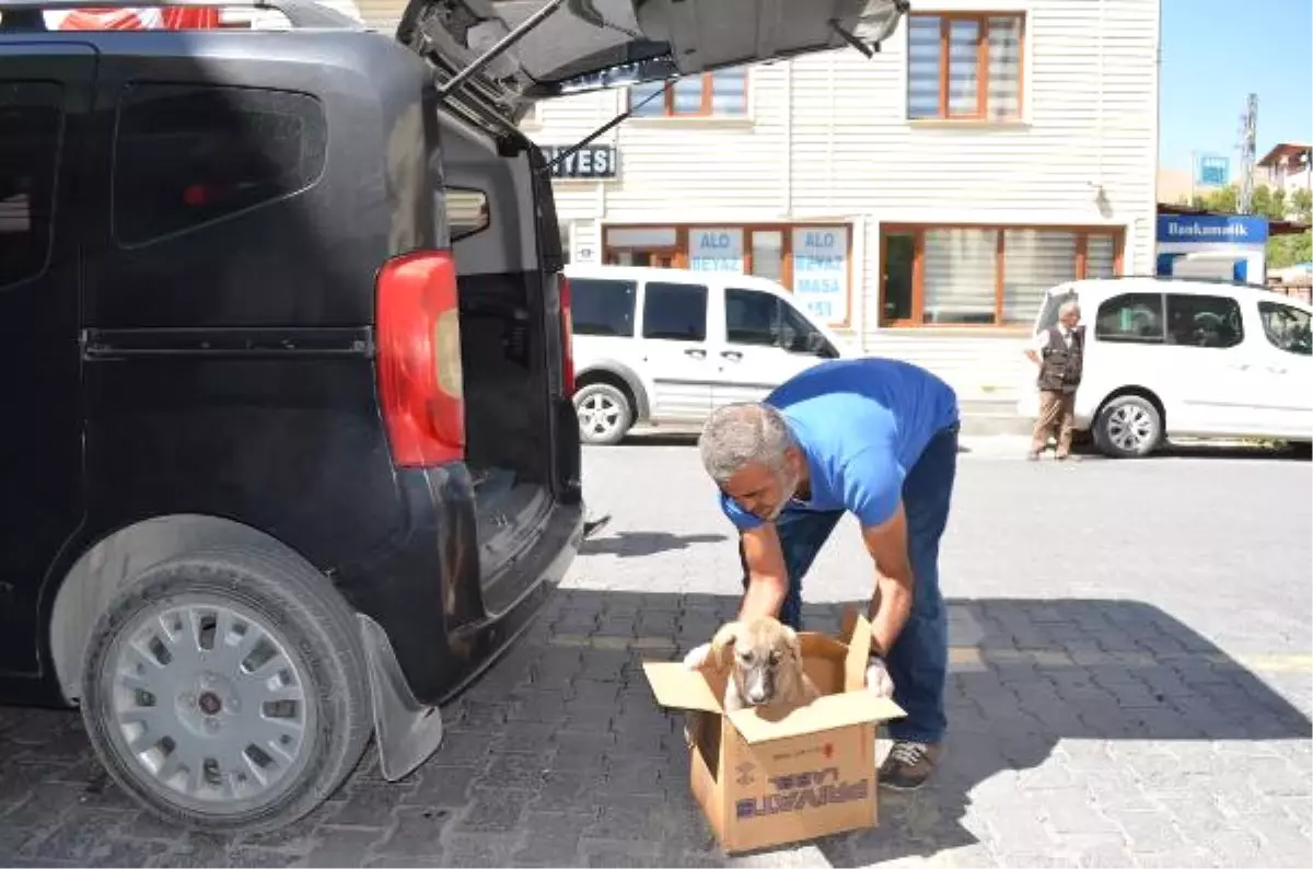 Otomobil Çarpan Yavru Köpeği Tedavi Ettirip Sahiplendi