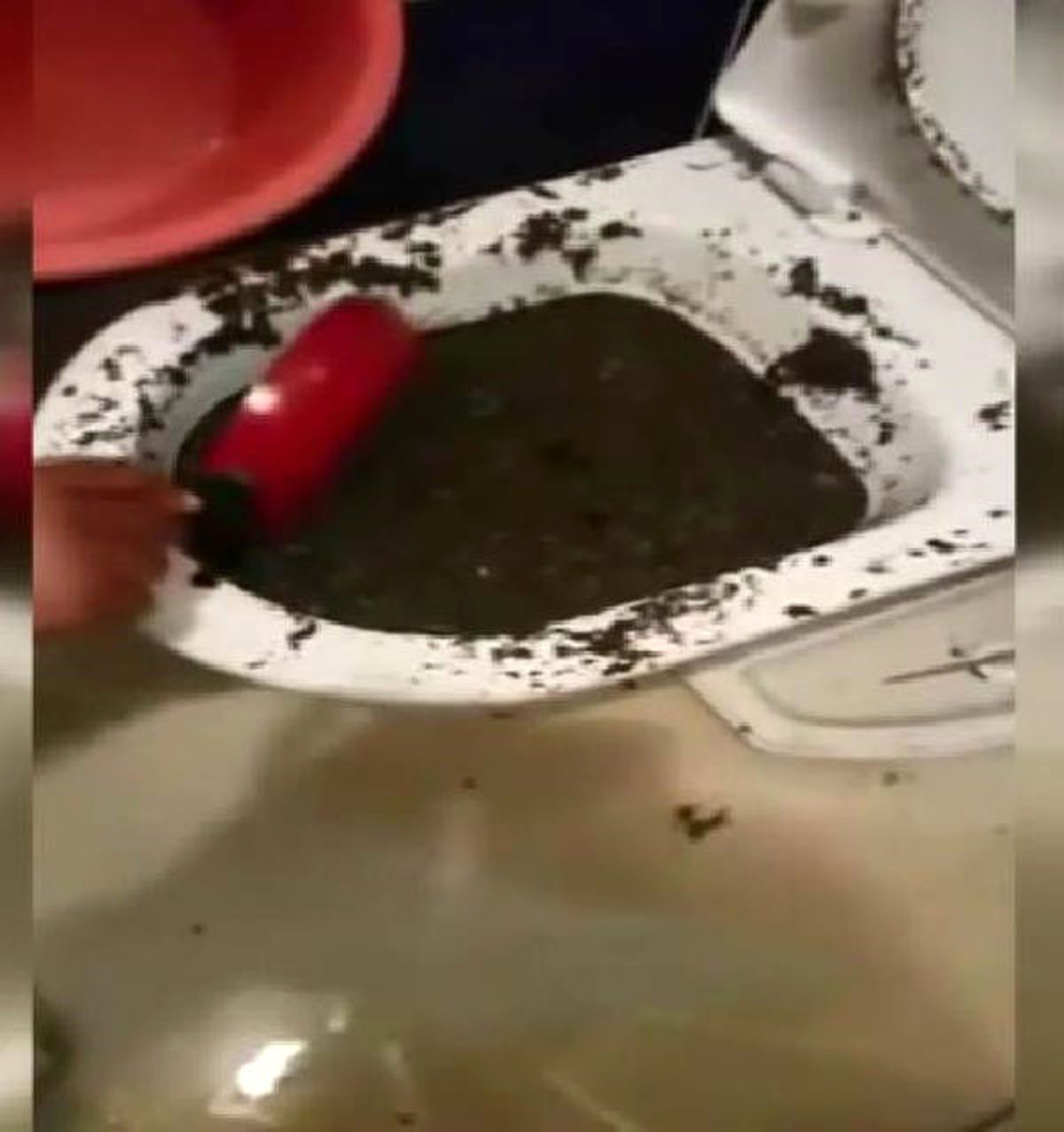 Polis Bonzaiyi Klozetten Çıkardı