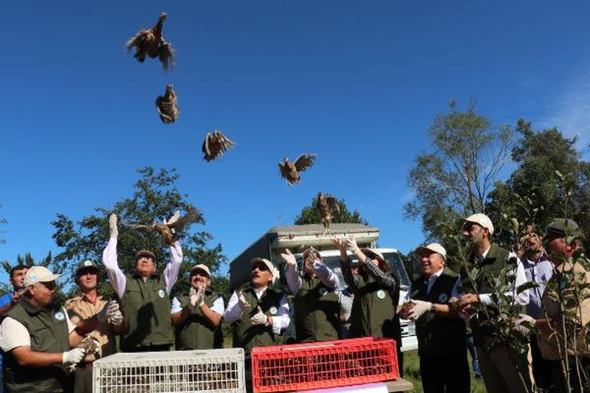 Samsun\'da Yetiştirilen Bin Sülün Doğaya Bırakıldı