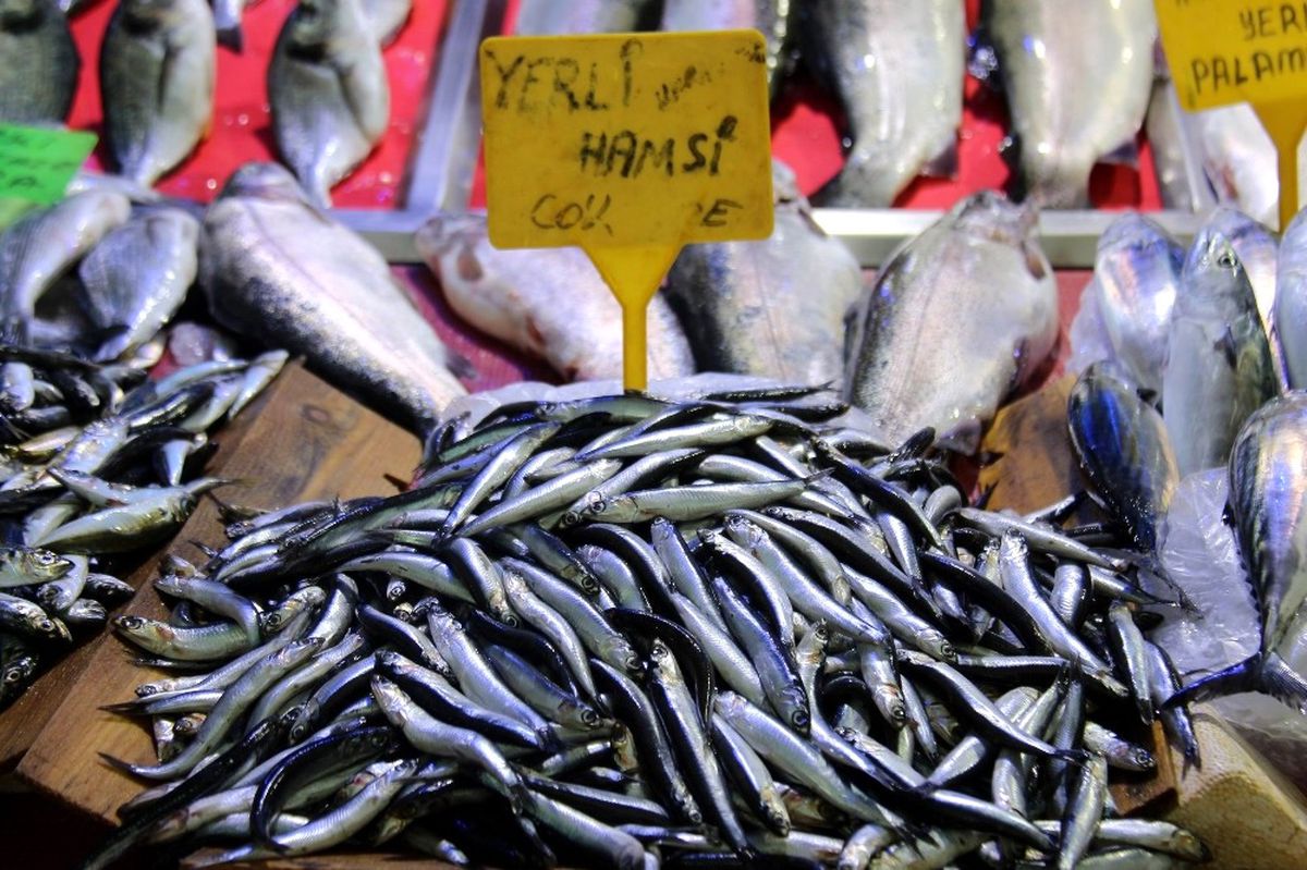 Sezonun İlk Hamsisi 15 Liradan Satılıyor