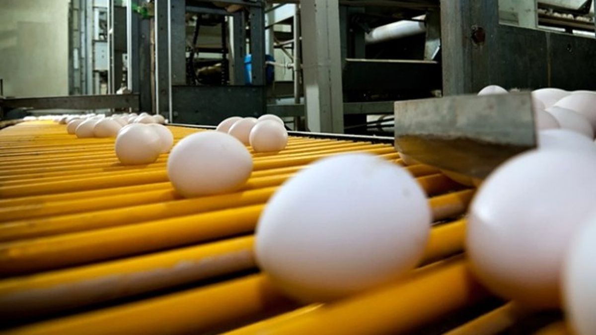 TGDF Başkanı Şemsi Kopuz\'dan Zehirli Yumurta Açıklaması