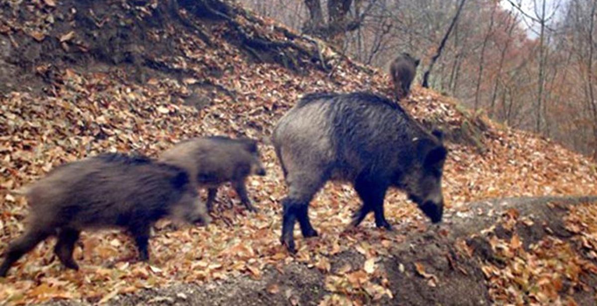 Tunceli\'de Minibüs Domuz Sürüsüne Çarptı
