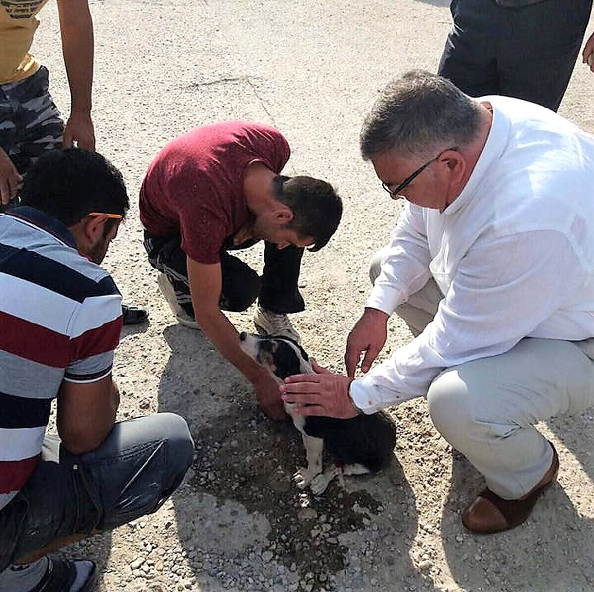 Yaralı Köpeğe İlk Müdahale Başkandan