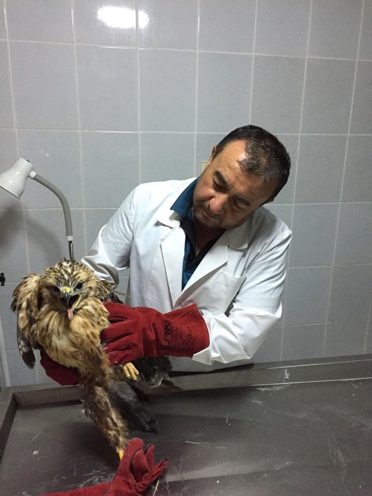Yaralı Şahin Yaşama Tutundu