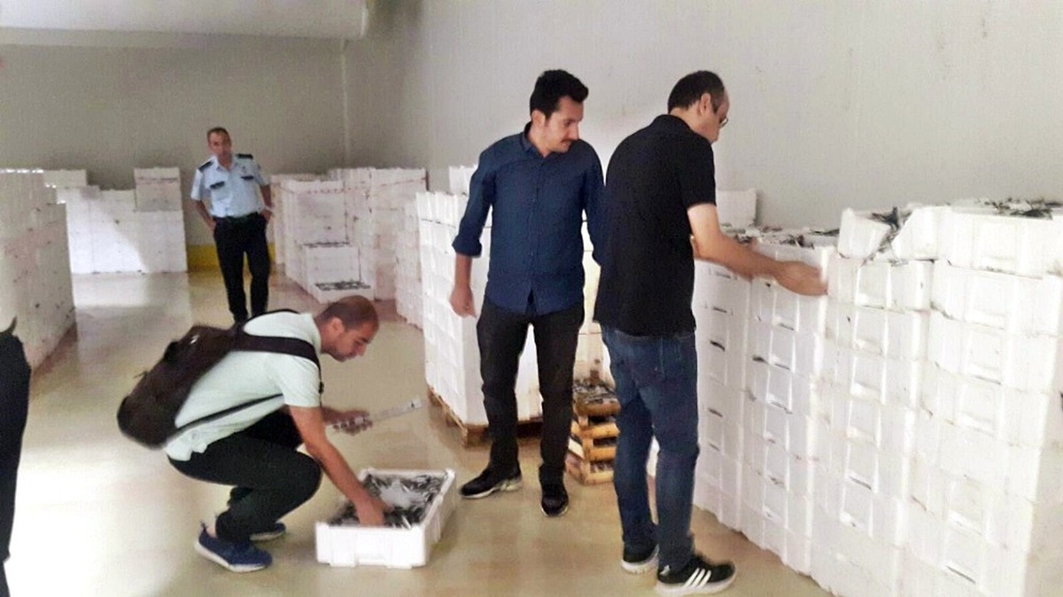 Yasal Boy Sınırı Altında Avlanan 10 Ton İstavrit ve 390 Kilo Tekire El Konuldu
