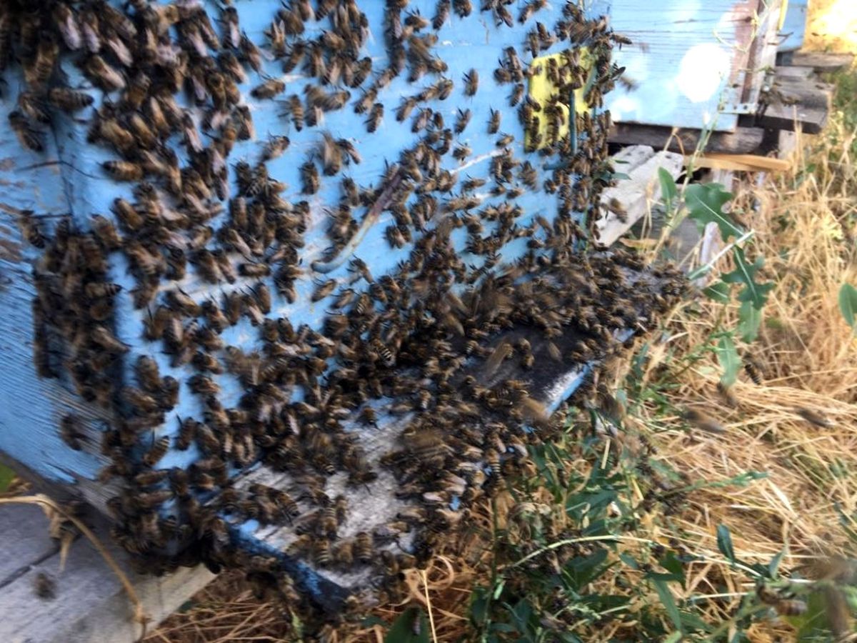 Yaz Kuraklığı Bal Üretimini Olumsuz Etkiledi