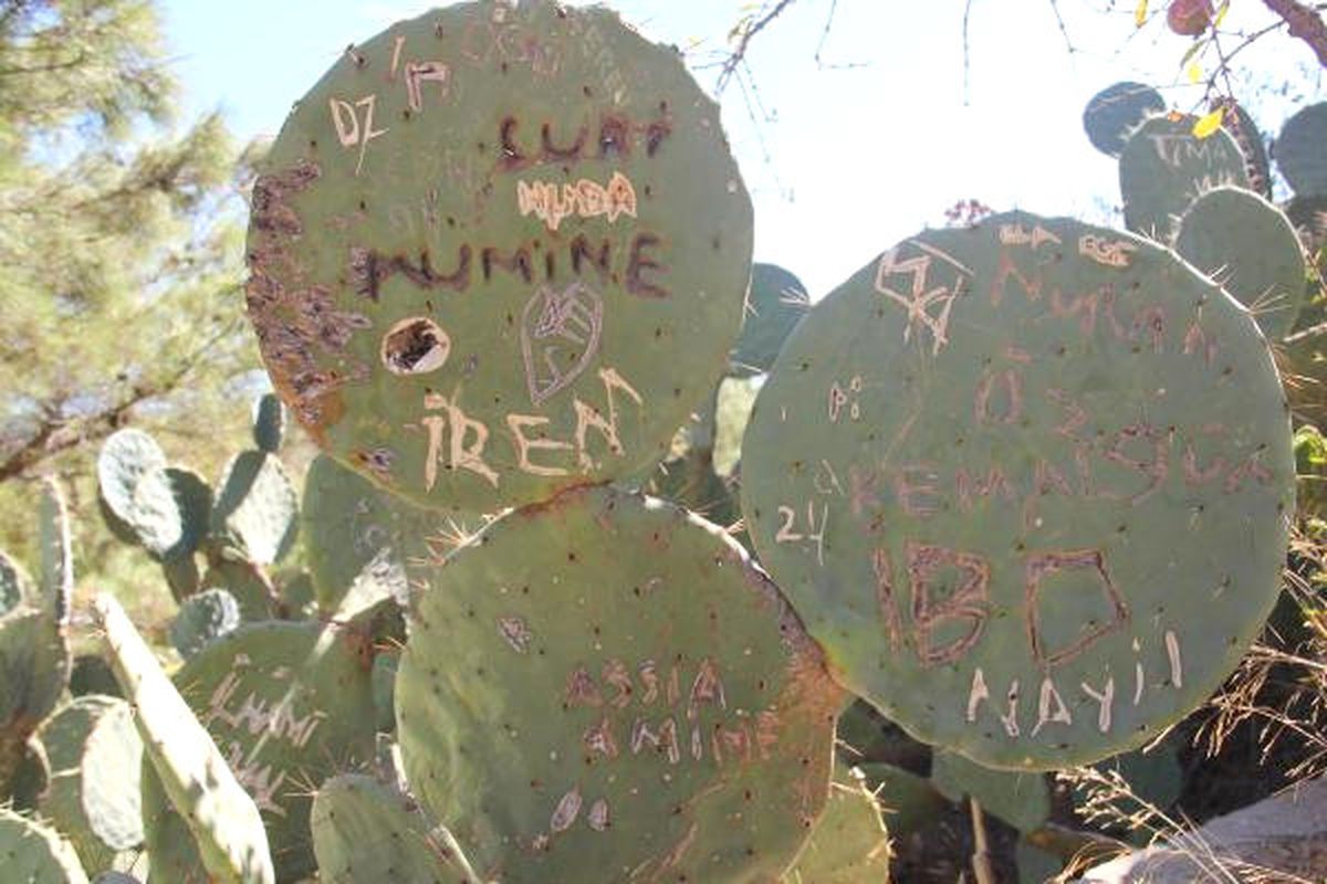 Bodrum Kalesi\'ndeki Kaktüsler Hatıra Defterine Döndü