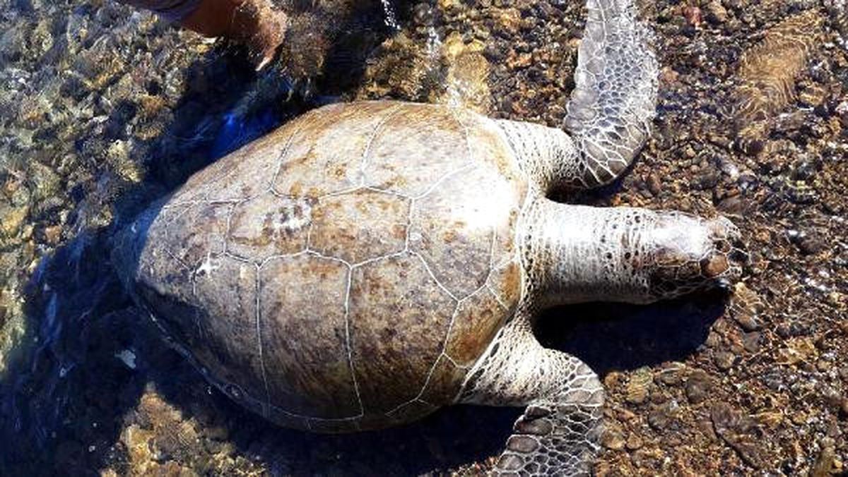Caretta Caretta\'ya Kadın Kaptan Yardımı