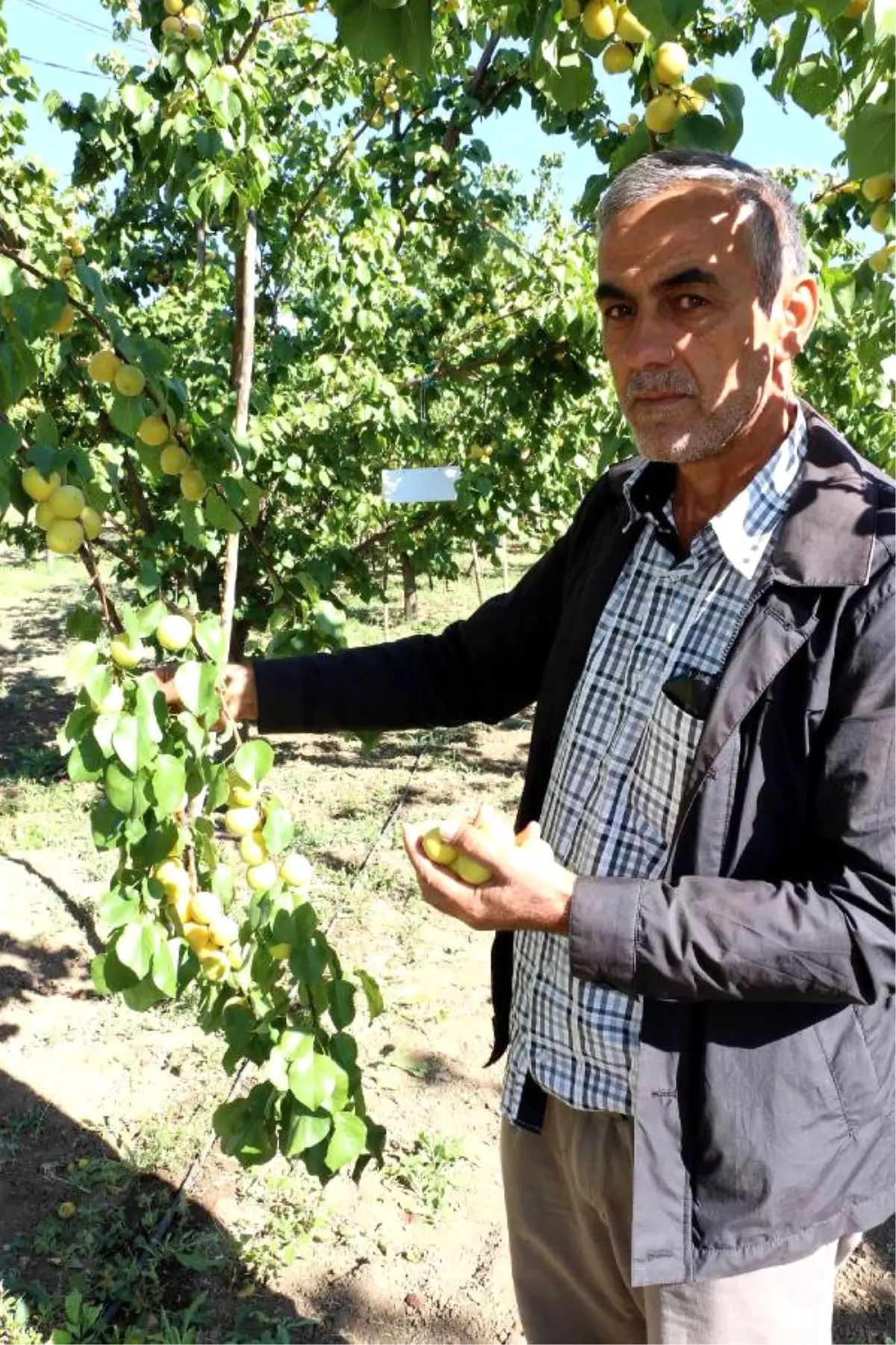 Erzincan\'da Eylülde Kayısı Üretimi