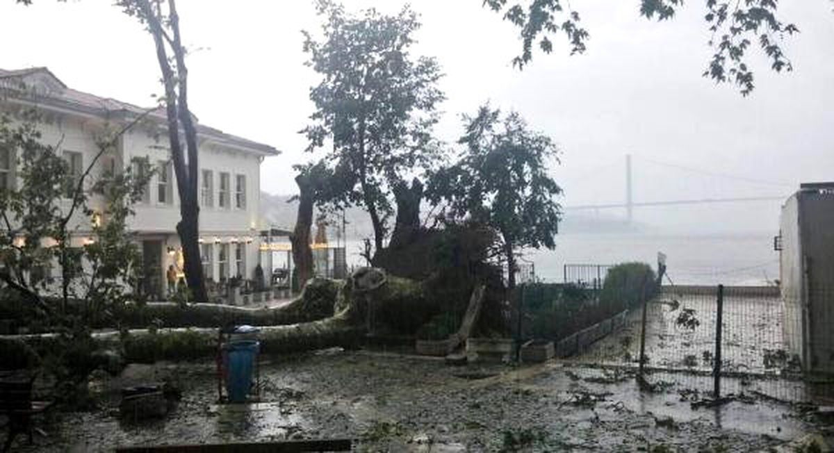 Fırtınada Yıkılan 180 Yaşındaki Çengelköy Çınarı Hayata Tutundu