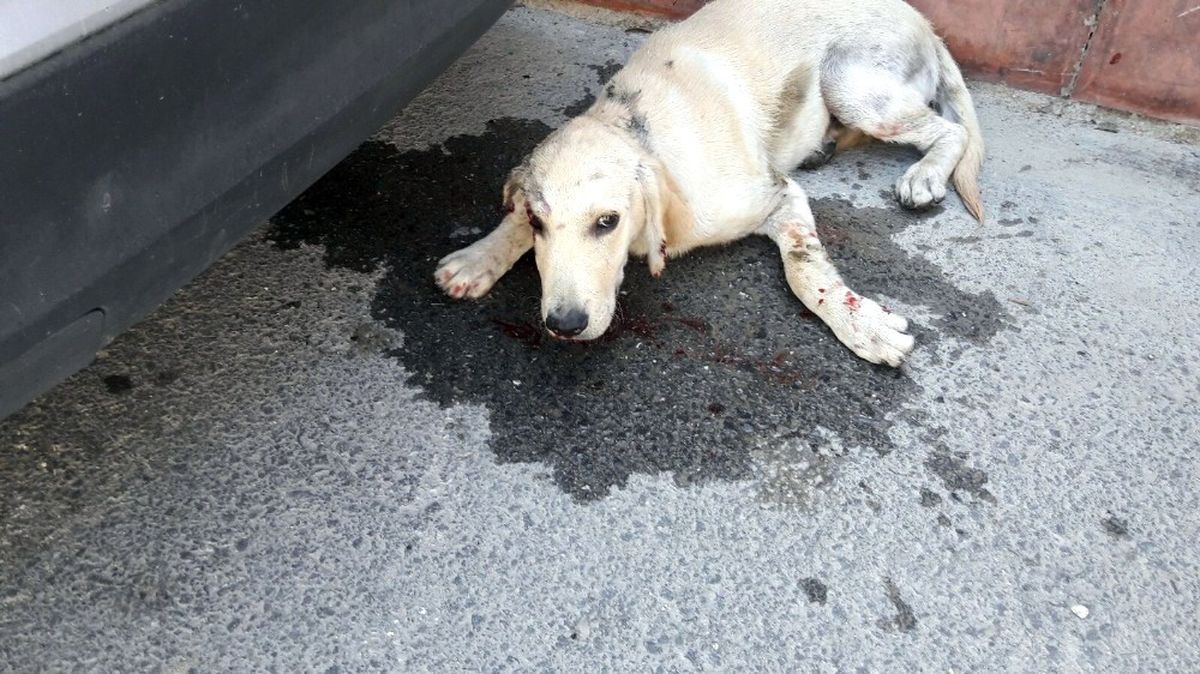 Hatay\'da Köpeğe Şiddet Dehşeti