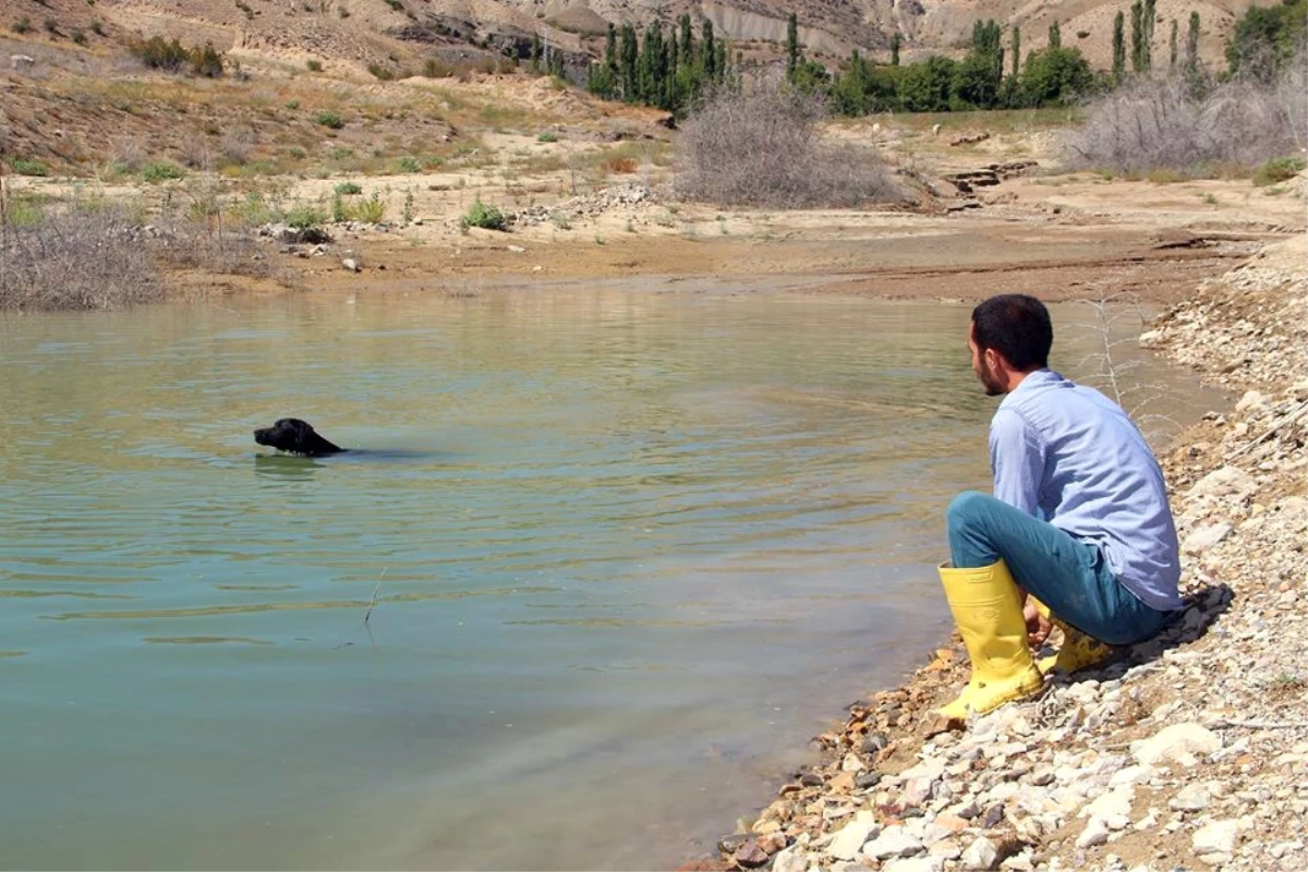 Balıkçı Köpek Sahibine Günlük İki Kilo Balık Yakalıyor