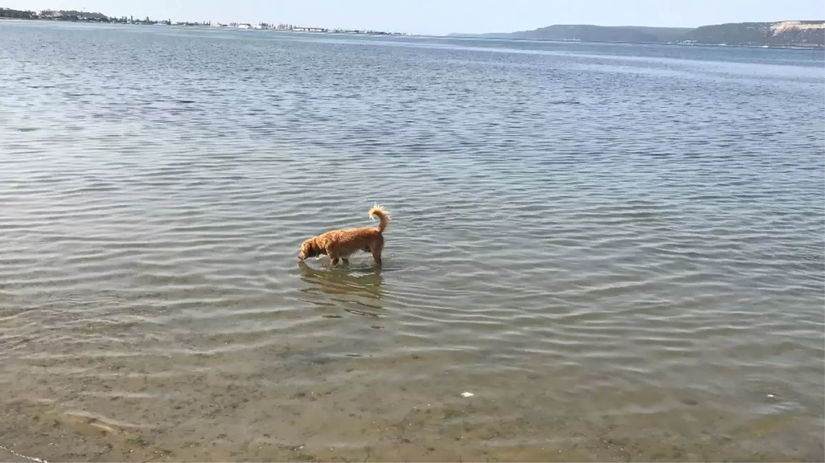 Bu da Balıkçı Köpek