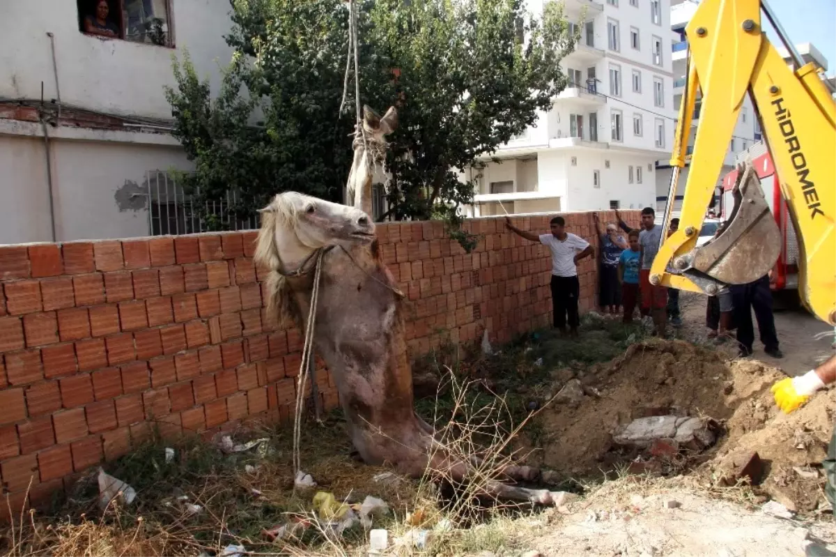 Foseptik Çukuruna Düşen At Kurtarıldı