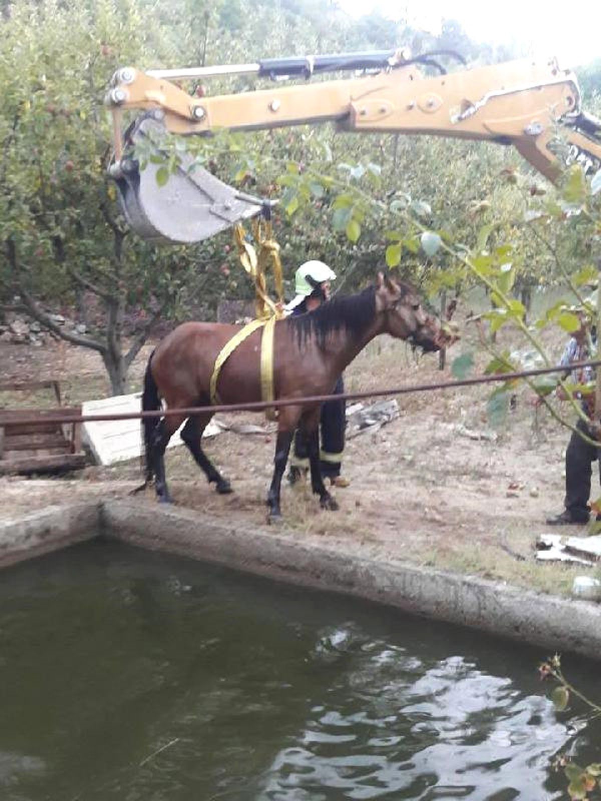 Havuza Düşen Atı, İtfaiye Kurtardı