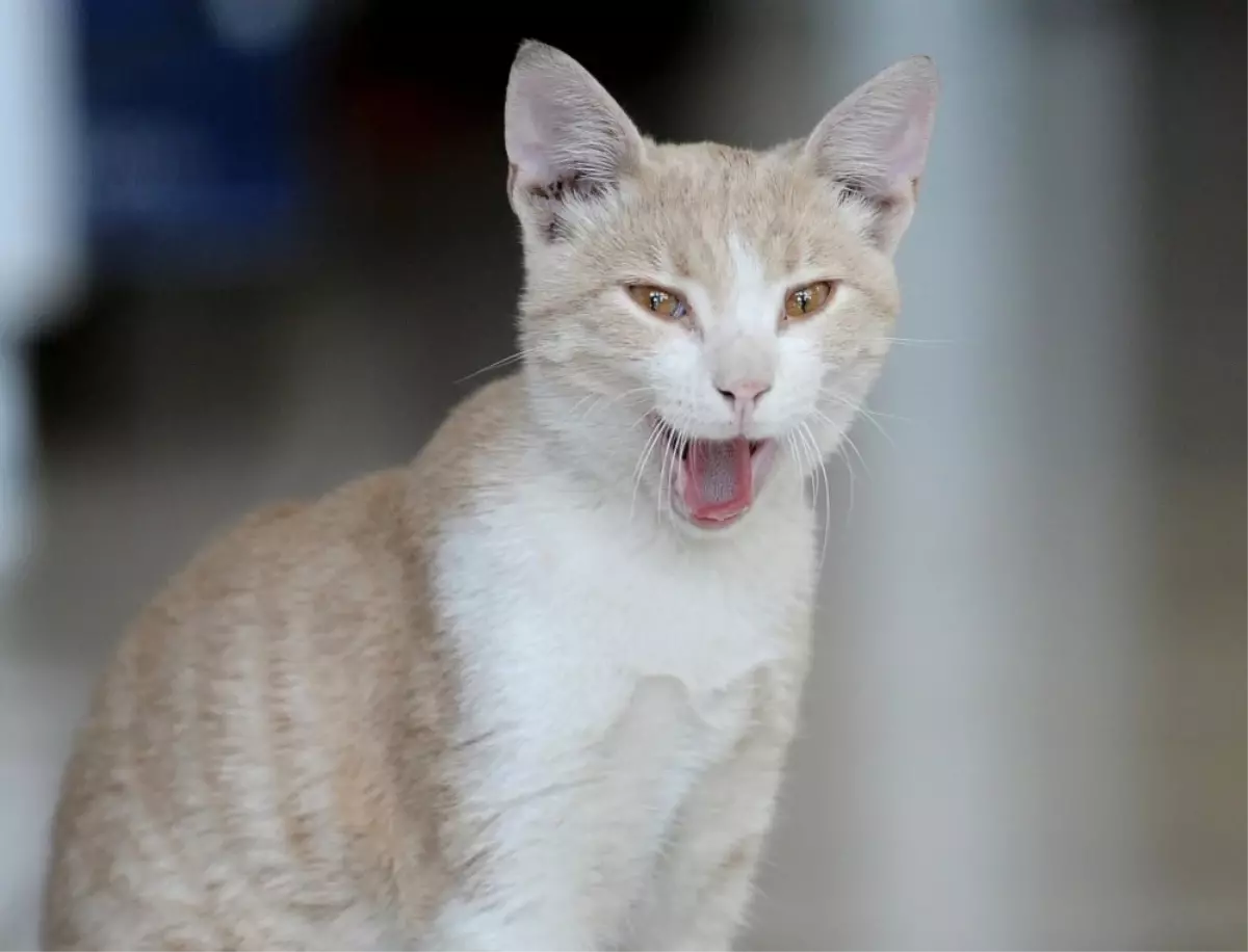 Kedi Beslediği İçin Kendisiyle Tartışan Kişiden Şikayetçi Oldu