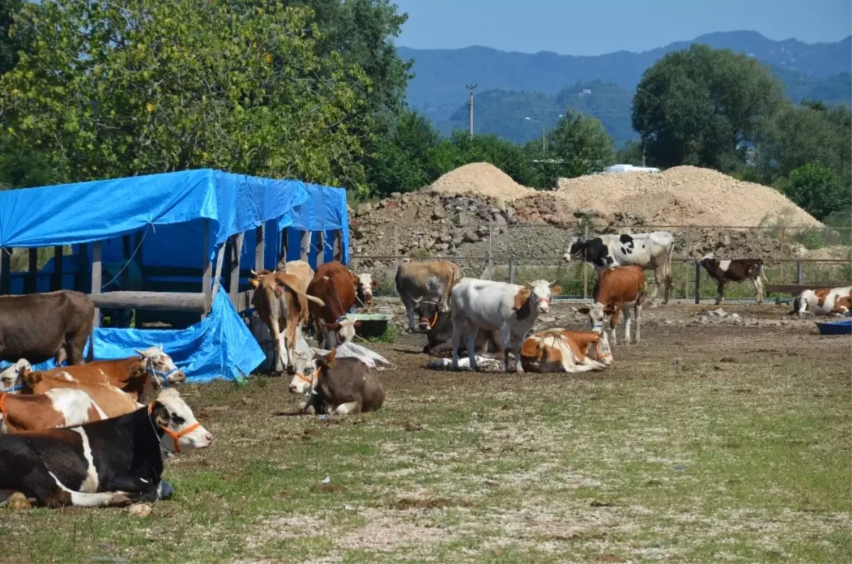 Kurbanlıklar Fındığa Takıldı