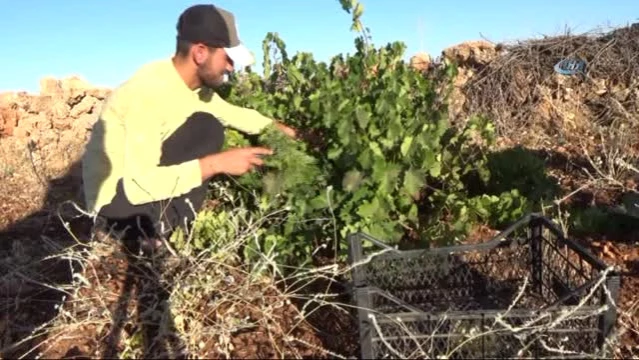 Midyat Ta Üzüm Budama Sezonu Başladı Son Dakika