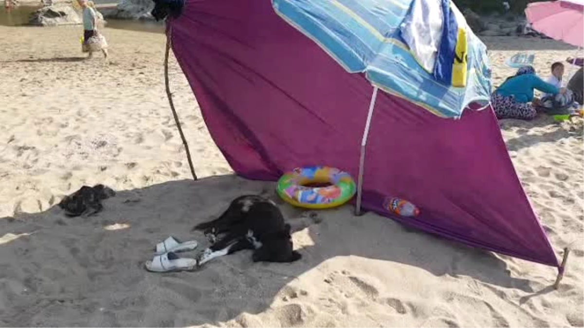 Zekası ile Dikkat Çeken Sahipsiz Köpek Plajın Maskotu Oldu