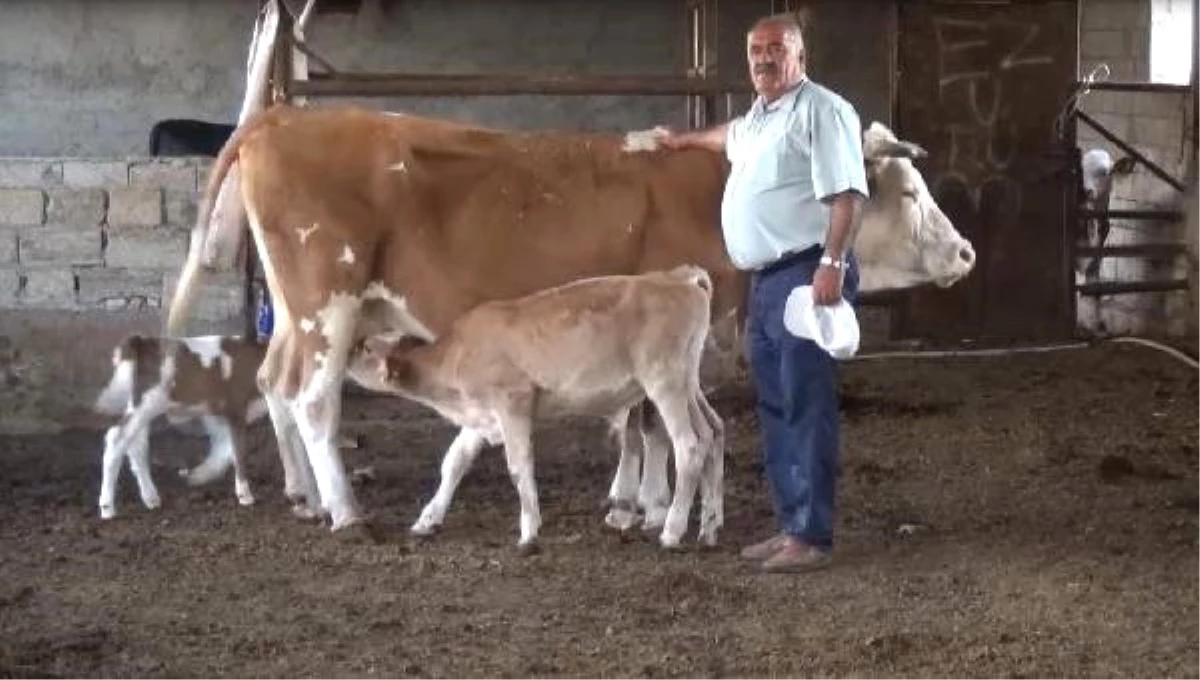 Almanya\'ya Giden Midyatlı Ezidi Aile, 31 Yıl Sonra Döndüğü Memleketinde Çiftlik Kurdu