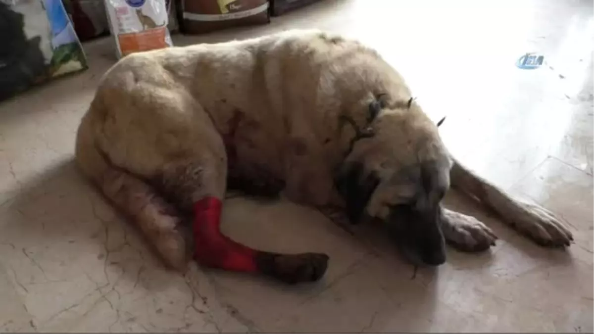 Baltalı Saldırıya Uğrayan Kangal Köpeği Tedavi Altına Alındı