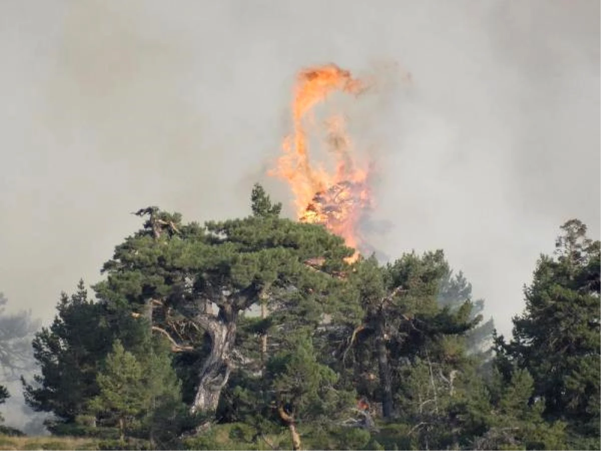 Dha Yurt - Kütahya\'da Orman Yangını(2)