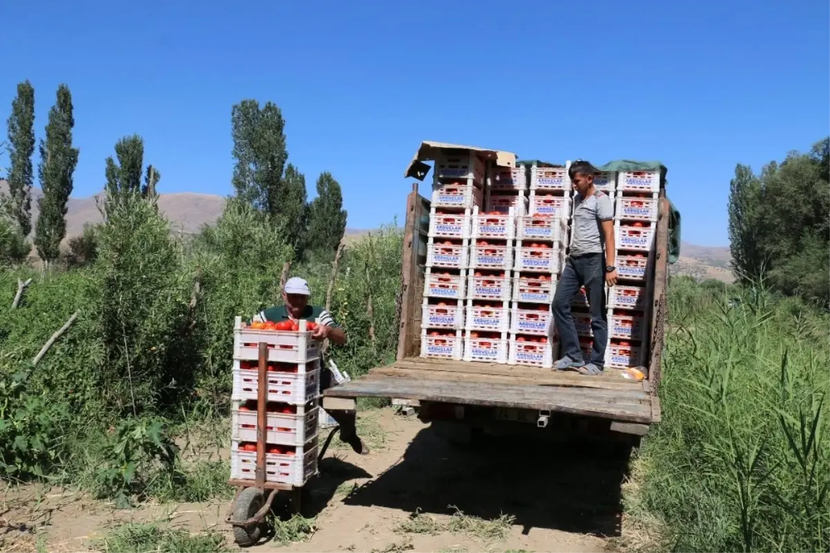 Erzincan Domates Üretiminde Söz Sahibi Olmaya Başladı