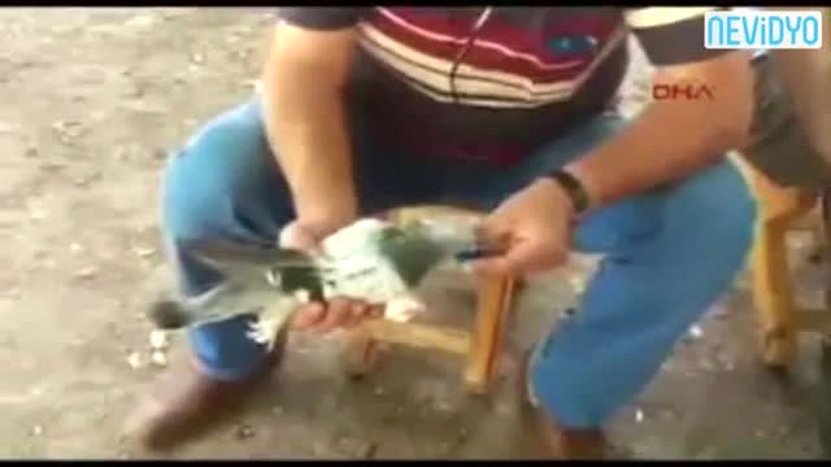 Güvercine Elleriyle Su İçirdi